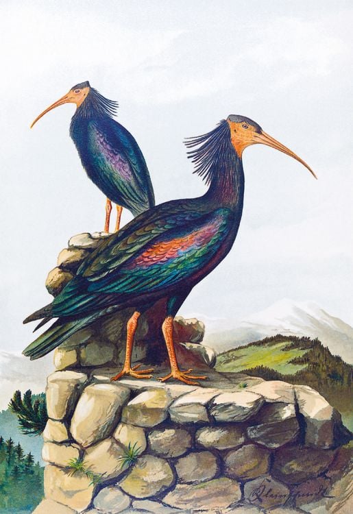Produktbild: Johann Friedrich Naumann &ndash; Die V&ouml;gel Mitteleuropas