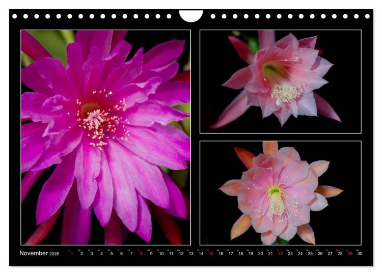 Produktbild: Epiphyllum-Hybriden (Wandkalender 2026 DIN A4 quer), CALVENDO Monatskalender