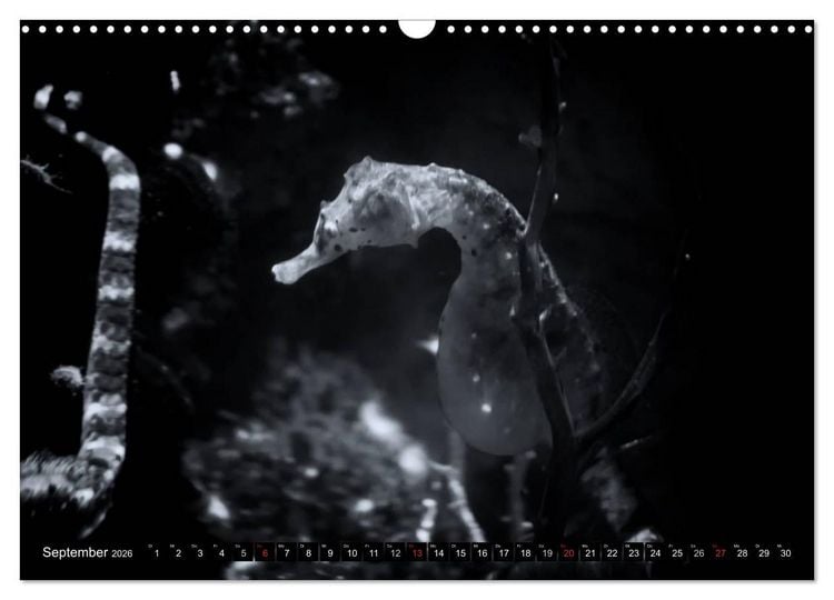 Produktbild: Meerestiere Bilder in Schwarz Weiss (Wandkalender 2026 DIN A3 quer), CALVENDO Monatskalender