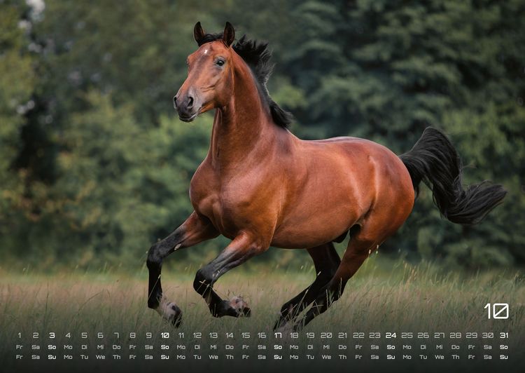 Produktbild: Pferdegefl&uuml;ster - Der Pferdekalender - 2027 - Kalender DIN A2