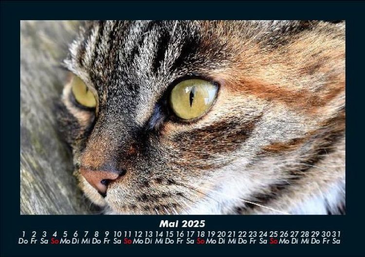 Produktbild: Katzen 2025 Fotokalender DIN A5