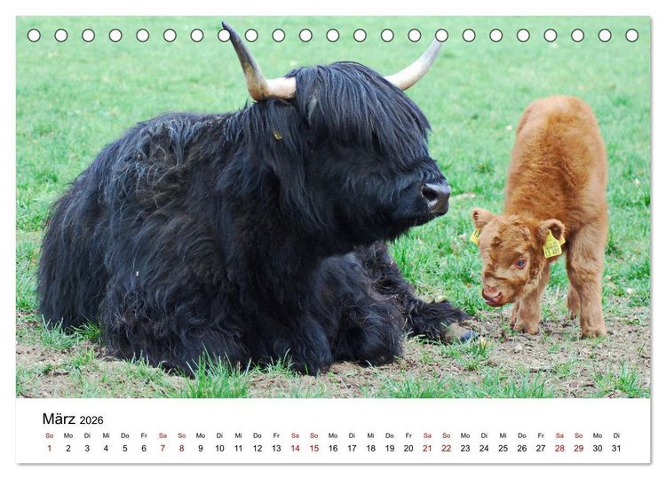 Produktbild: Die Schottischen Hochlandrinder und ihr Nachwuchs (Tischkalender 2026 DIN A5 quer), CALVENDO Monatskalender