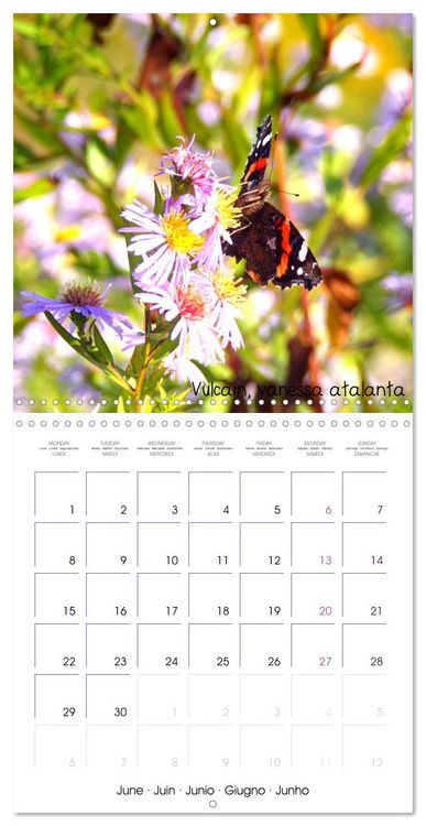 Produktbild: D&eacute;licats Papillons de nos r&eacute;gions, de France et d'Europe (Calendrier mural carr&eacute; 2026 30x30 cm) Calendrier double avec une page pour vos prises de notes