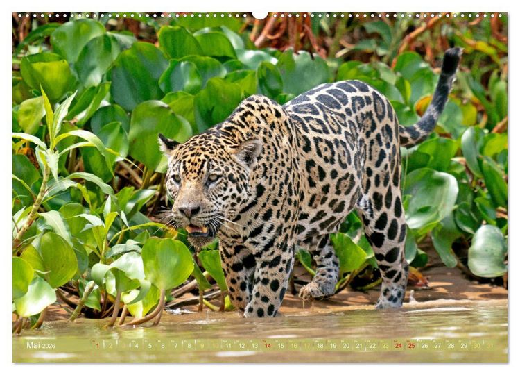 Produktbild: Der Amazonas: von den Anden zum Atlantik (Wandkalender 2026 DIN A2 quer), CALVENDO Monatskalender