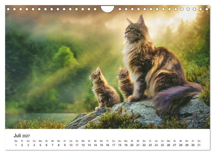 Produktbild: Eleganz in Pelz - ein Maine Coon - Kalender (Wandkalender 2027 DIN A4 quer), CALVENDO Monatskalender