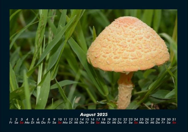 Produktbild: Bilder aus der Natur 2025 Fotokalender DIN A4