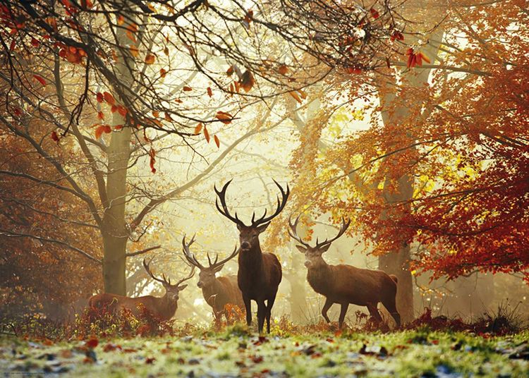 Produktbild: Stags Puzzle