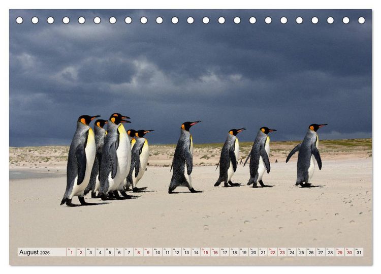 Produktbild: Pinguine der Falkland Inseln (Tischkalender 2026 DIN A5 quer), CALVENDO Monatskalender