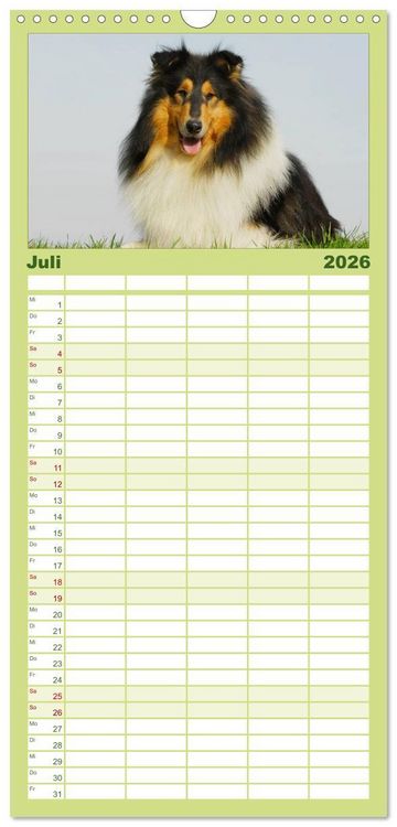 Produktbild: Familienplaner 2026 - Faszination Collie 2026 mit 5 Spalten (Wandkalender, 21 x 45 cm) CALVENDO