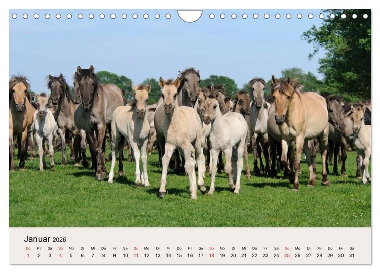 Produktbild: D&uuml;lmener Wildpferde (Wandkalender 2026 DIN A4 quer), CALVENDO Monatskalender