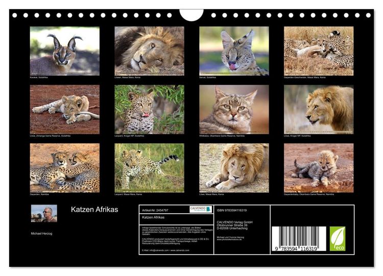 Produktbild: Katzen Afrikas (Wandkalender 2027 DIN A4 quer), CALVENDO Monatskalender