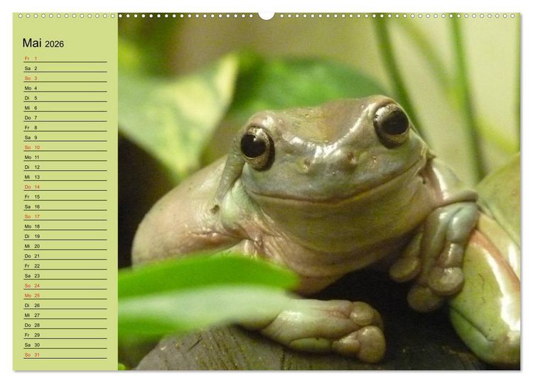Produktbild: Frosch m&uuml;sste man sein! (hochwertiger Premium Wandkalender 2026 DIN A2 quer), Kunstdruck in Hochglanz