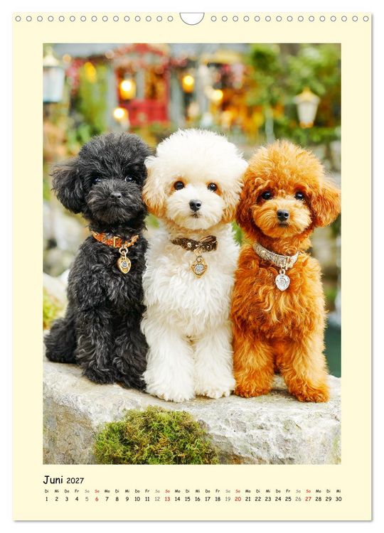 Produktbild: Pudelzauber. Flauschige Hunde f&uuml;r Herz und Seele (Wandkalender 2027 DIN A3 hoch), CALVENDO Monatskalender