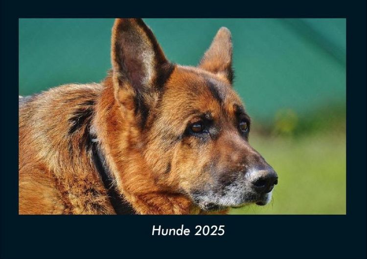 Produktbild: Hunde 2025 Fotokalender DIN A4