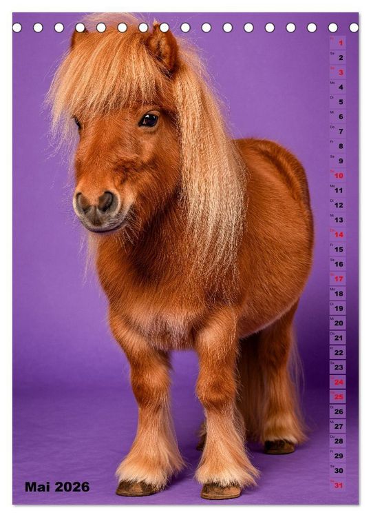 Produktbild: Das Leben ist ein Ponyhof - Zwergponys im Studiolicht (Tischkalender 2026 DIN A5 hoch), CALVENDO Monatskalender