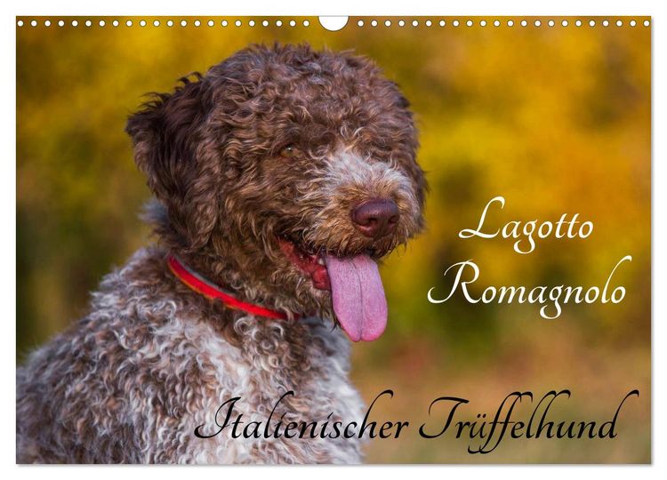 Produktbild: Lagotto Romagnolo - Italienischer Tr&uuml;ffelhund (Wandkalender 2026 DIN A3 quer), CALVENDO Monatskalender