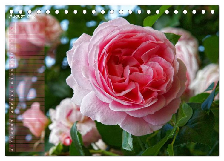 Produktbild: Lass Rosen sprechen (Tischkalender 2026 DIN A5 quer), CALVENDO Monatskalender