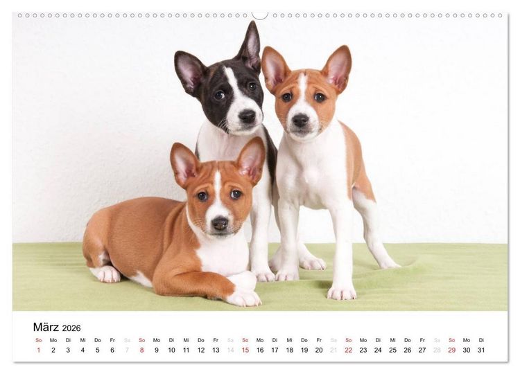 Produktbild: Bezaubernde Basenji-Welpen (Wandkalender 2026 DIN A2 quer), CALVENDO Monatskalender