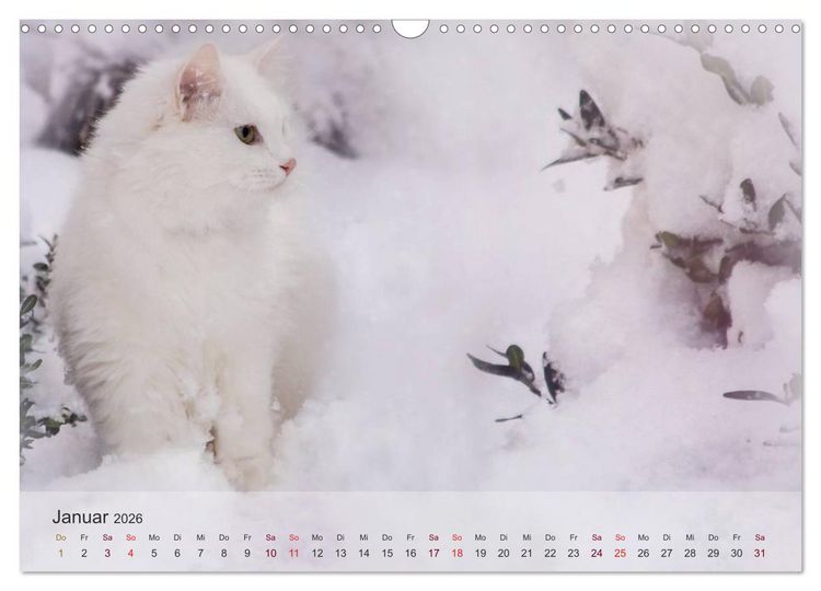 Produktbild: Katzen 2026 Bezaubernde Samtpfoten (Wandkalender 2026 DIN A3 quer), CALVENDO Monatskalender