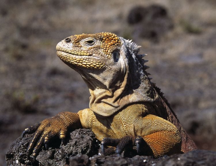 Produktbild: Galapagos mit David Attenborough [2 DVDs]