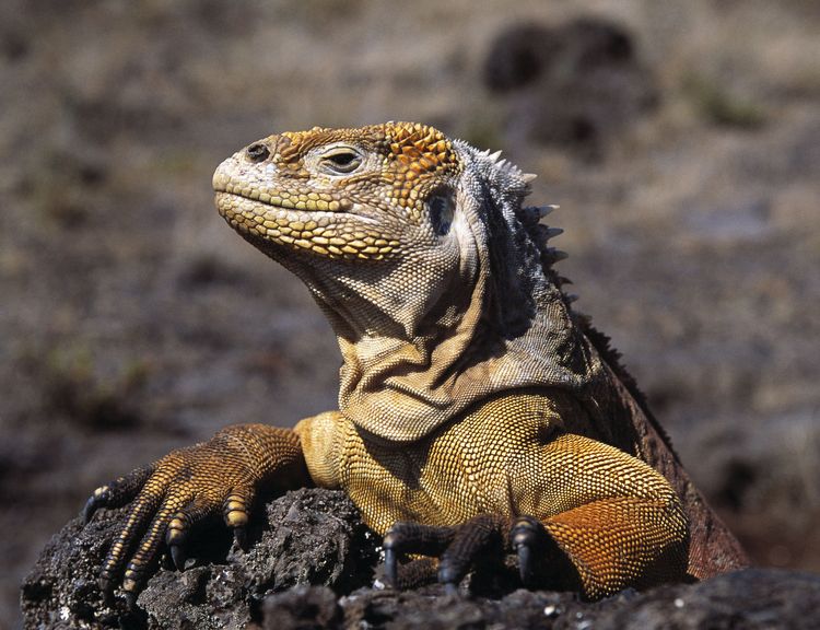 Produktbild: Galapagos mit David Attenborough (inkl. 2D-Version)