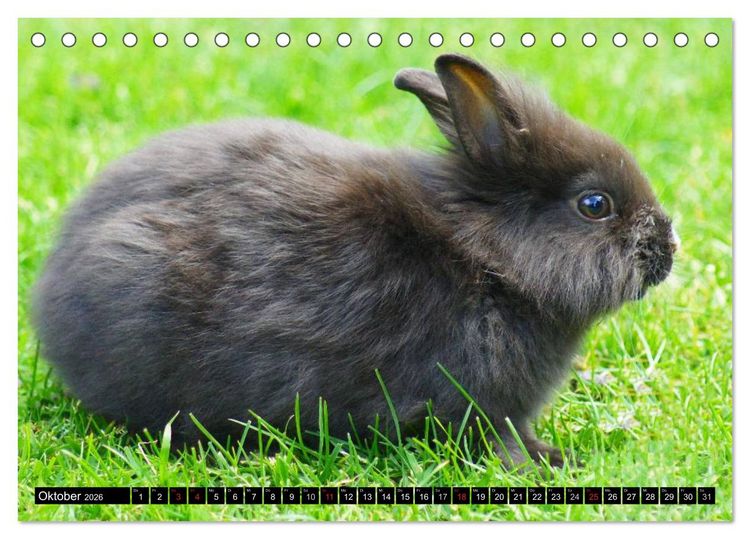 Produktbild: Liebenswerte Zwergkaninchen (Tischkalender 2026 DIN A5 quer), CALVENDO Monatskalender