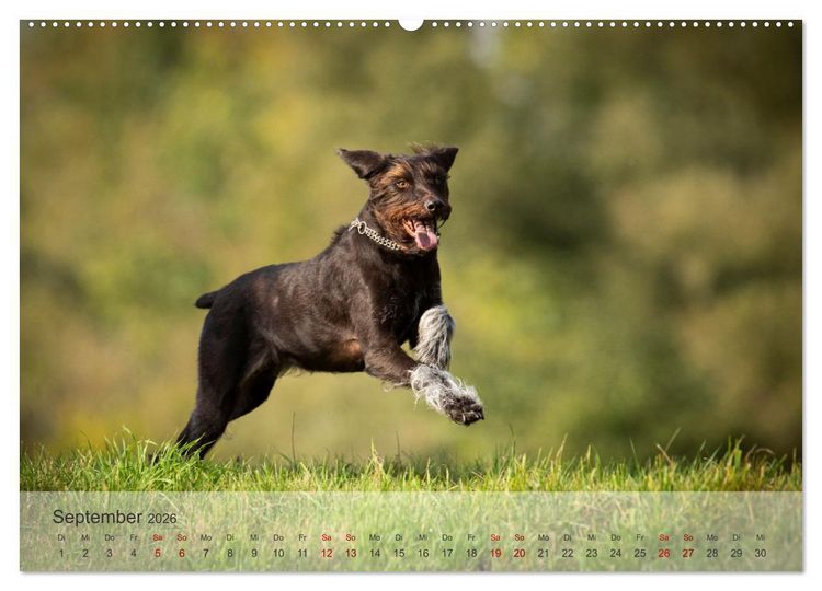 Produktbild: Treue Jagdgef&auml;hrten - Der Deutsch Drahthaar (Wandkalender 2026 DIN A2 quer), CALVENDO Monatskalender