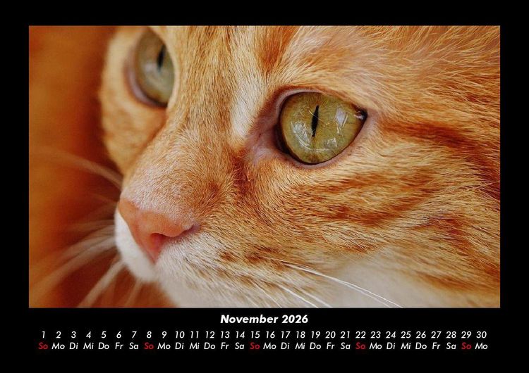 Produktbild: F&uuml;r Katzenfreunde 2026 Fotokalender DIN A3