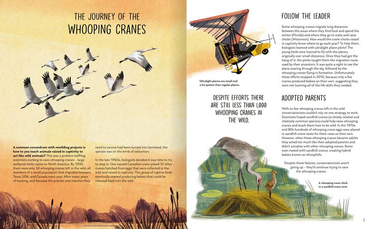 Produktbild: Rewilding