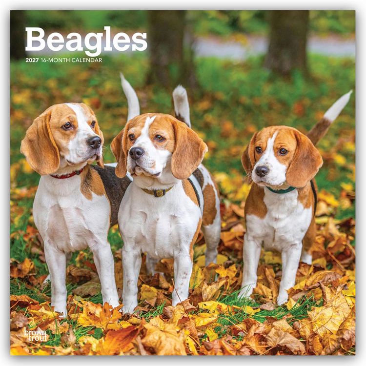 Produktbild: Beagles 2027 &ndash; 16-Monatskalender
