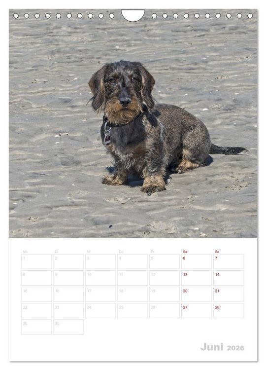 Produktbild: Der Dackel (M)ein treuer Weggef&auml;hrte (Wandkalender 2026 DIN A4 hoch), CALVENDO Monatskalender