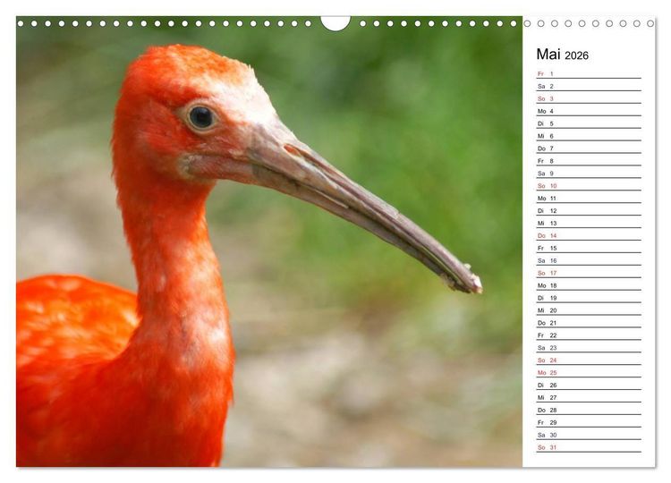 Produktbild: Faszinierende Tierportraits (Wandkalender 2026 DIN A3 quer), CALVENDO Monatskalender