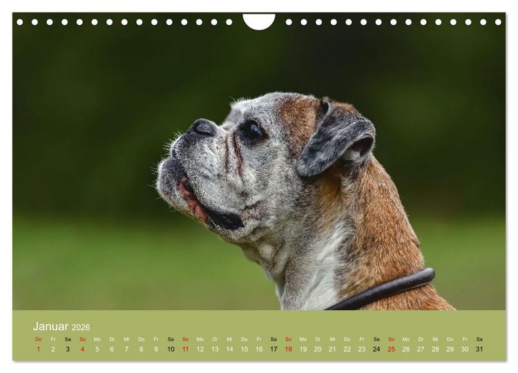 Produktbild: Boxer - charmante Herzensbrecher (Wandkalender 2026 DIN A4 quer), CALVENDO Monatskalender