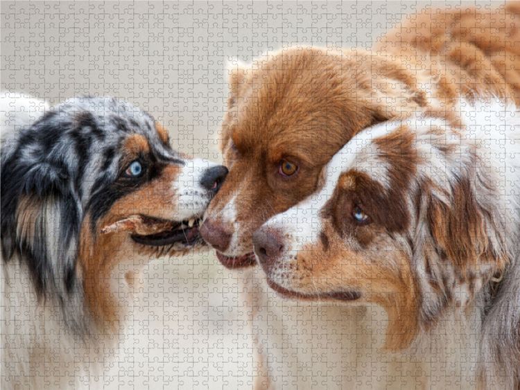 Produktbild: CALVENDO Puzzle Ein Motiv aus dem Kalender Australian Shepherd 2022 | 1000 Teile Lege-Gr&ouml;&szlig;e 64x48cm Foto-Puzzle f&uuml;r gl&uuml;ckliche Stunden
