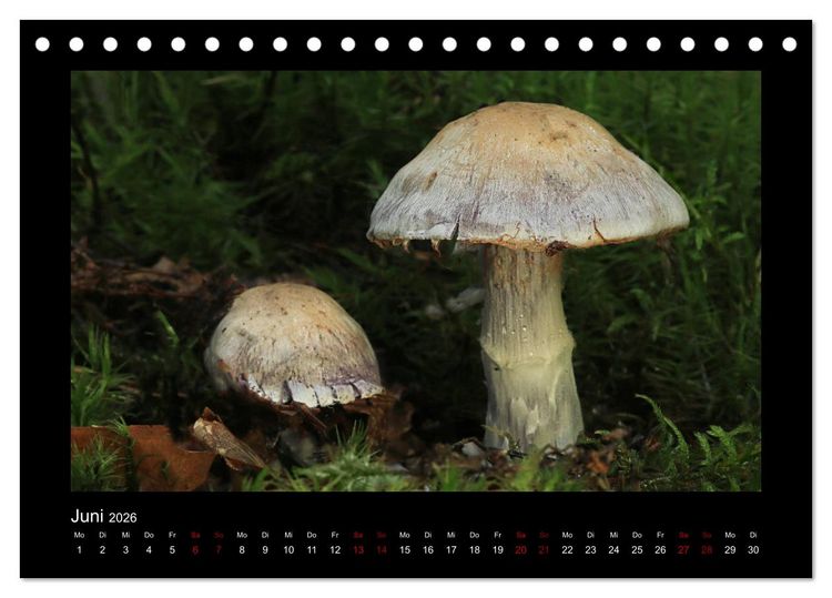 Produktbild: Pilzgalerie - Heimische Pilze aus der Region Rheinland-Pfalz (Tischkalender 2026 DIN A5 quer), CALVENDO Monatskalender