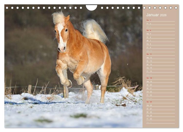 Produktbild: Haflinger / Geburtstagskalender (Wandkalender 2026 DIN A4 quer), CALVENDO Monatskalender