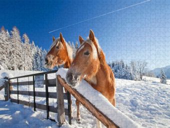Produktbild: CALVENDO Puzzle Neugierige Pferde in Flachau | 1000 Teile Lege-Gr&ouml;&szlig;e 64x48cm Foto-Puzzle f&uuml;r gl&uuml;ckliche Stunden