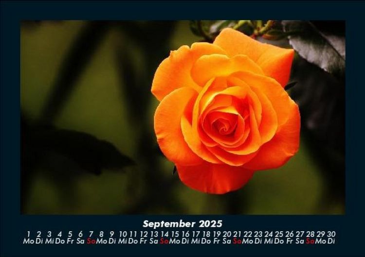 Produktbild: Rosentraum 2025 Fotokalender DIN A5