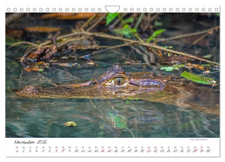 Produktbild: Natur pur, Costa Rica (Wandkalender 2026 DIN A4 quer), CALVENDO Monatskalender