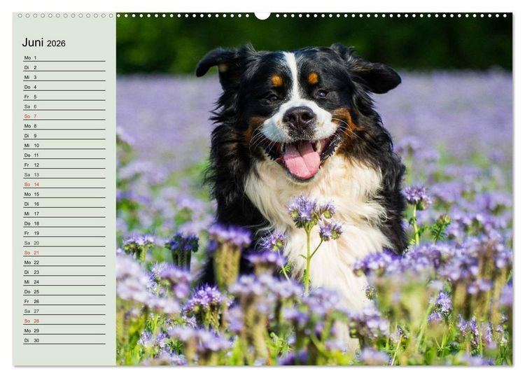 Produktbild: Berner Sennenhunde in Action (Wandkalender 2026 DIN A2 quer), CALVENDO Monatskalender
