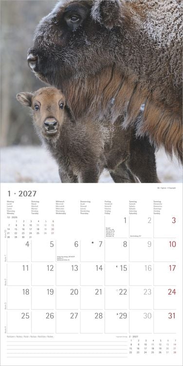 Produktbild: Tierbabys 2027