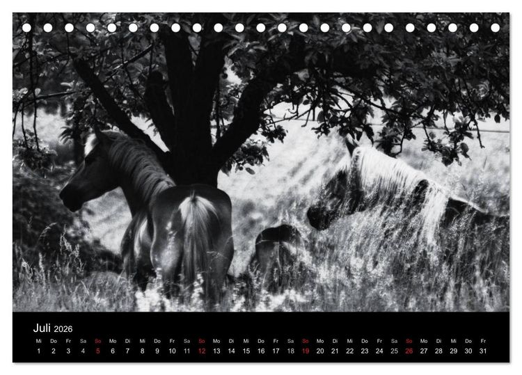 Produktbild: Pferde 2026 Wild Thing (Tischkalender 2026 DIN A5 quer), CALVENDO Monatskalender