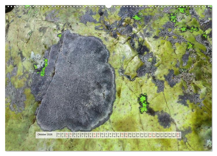 Produktbild: organische Strukturen Abstrakte Formen der Natur (Wandkalender 2026 DIN A2 quer), CALVENDO Monatskalender