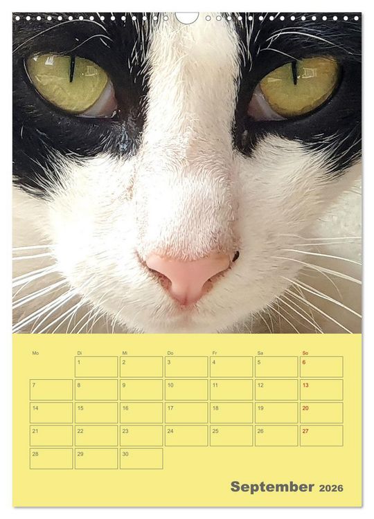 Produktbild: Cat Faces - Charakterstarke Katzengesichter ganz nah (Wandkalender 2026 DIN A3 hoch), CALVENDO Monatskalender
