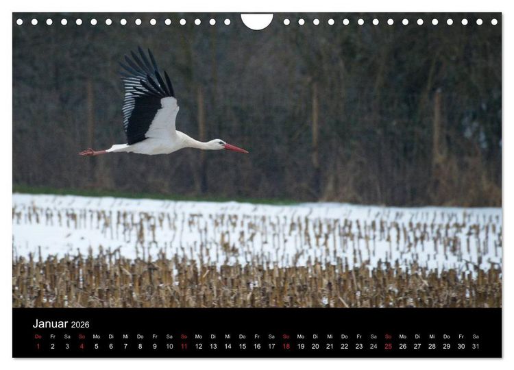 Produktbild: Ein Jahr bei den St&ouml;rchen (Wandkalender 2026 DIN A4 quer), CALVENDO Monatskalender