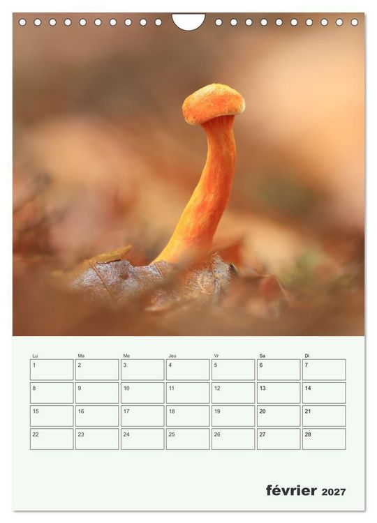 Produktbild: Champignons magiques - Beaut&eacute;s &eacute;ph&eacute;m&egrave;res (Calendrier mural 2027 DIN A4 horizontal), CALVENDO calendrier mensuel