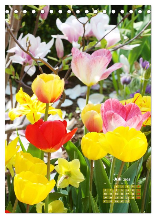 Produktbild: Ein buntes Tulpenjahr (Tischkalender 2026 DIN A5 hoch), CALVENDO Monatskalender