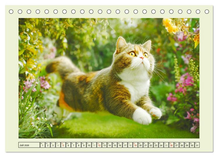 Produktbild: British Shorthair. Sanfte W&uuml;rde und Katzengl&uuml;ck im Gr&uuml;nen (Tischkalender 2026 DIN A5 quer), CALVENDO Monatskalender