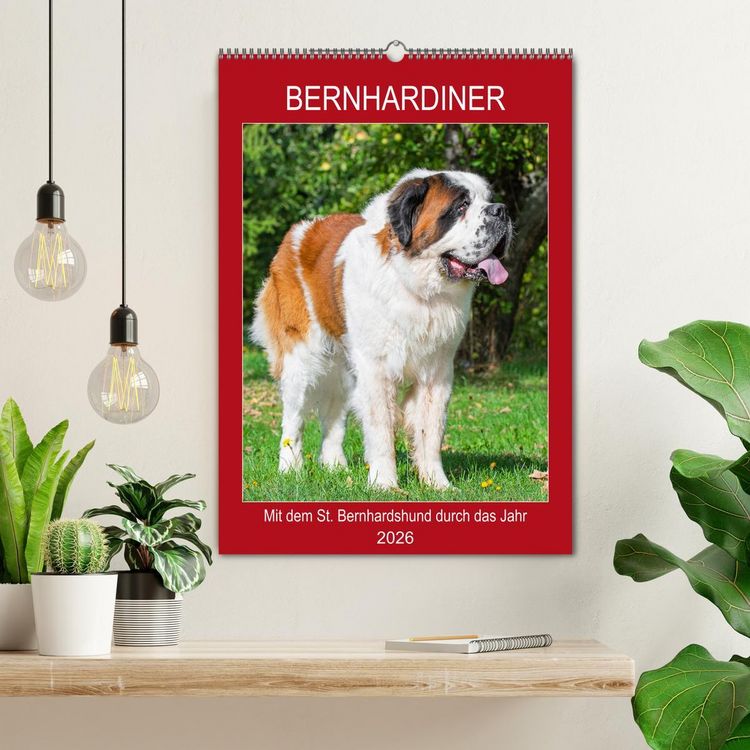 Produktbild: Bernhardiner - Mit dem St. Bernhardshund durch das Jahr (Wandkalender 2026 DIN A2 hoch), CALVENDO Monatskalender