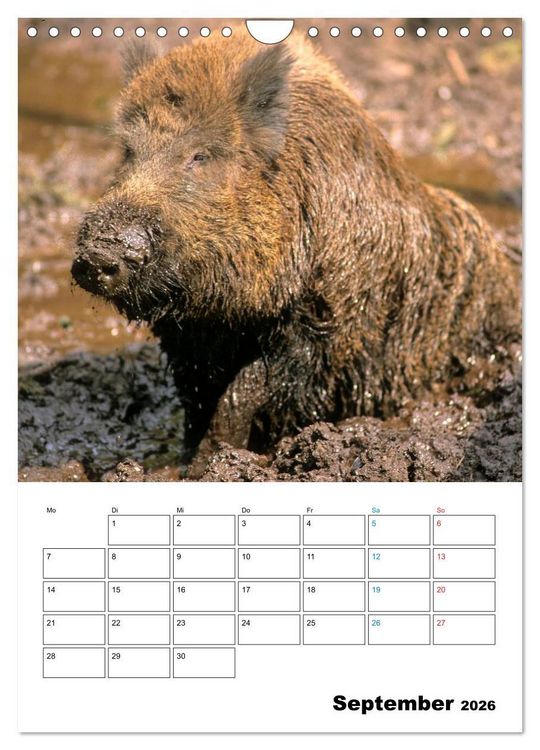 Produktbild: Schweine 2026 (Wandkalender 2026 DIN A4 hoch), CALVENDO Monatskalender